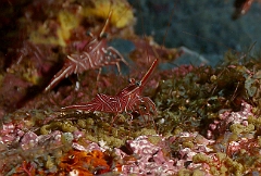 Raja Ampat 2016 - Rhynchocinetes durbanensis - Dancing shrimp - Crevettes danseuses de Durban - IMG_4732_rc